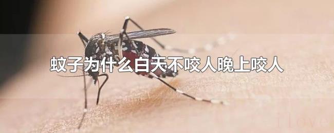蚊子为什么白天不咬人晚上咬人 蚊子为什么白天不咬人晚上咬人