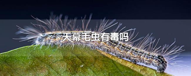 天幕毛虫有毒吗 天幕毛虫有毒吗