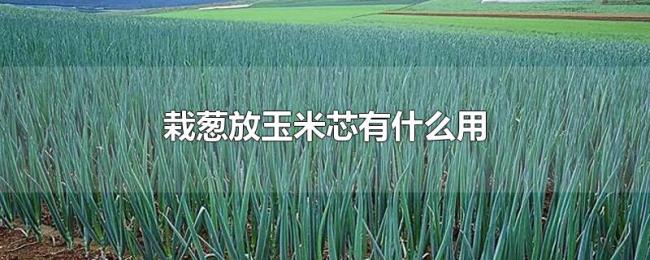 栽葱放玉米芯有什么用