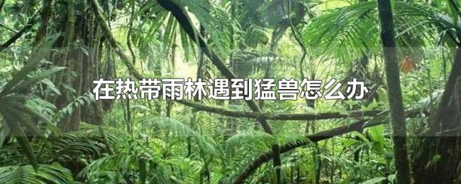 在热带雨林遇到猛兽怎么办 在热带雨林遇到猛兽怎么办