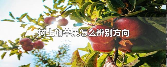 树上的苹果怎么辨别方向