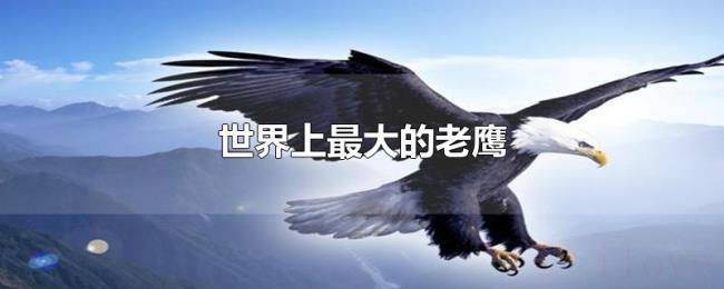 世界上最大的老鹰 世界上最大的老鹰