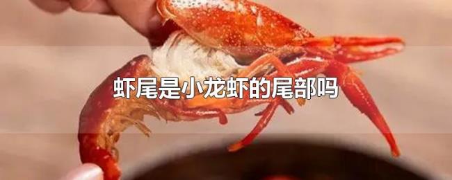 虾尾是小龙虾的尾部吗 虾尾是小龙虾的尾部吗