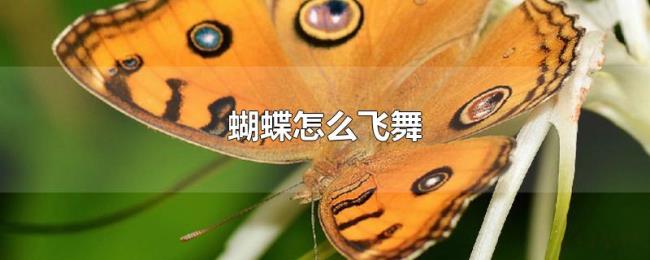 蝴蝶怎么飞舞 蝴蝶怎么飞舞