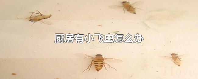 厨房有小飞虫怎么办 厨房有小飞虫怎么办