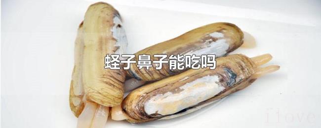 蛏子鼻子能吃吗