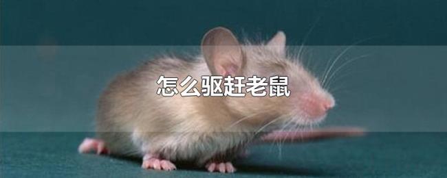 怎么驱赶老鼠 怎么驱赶老鼠