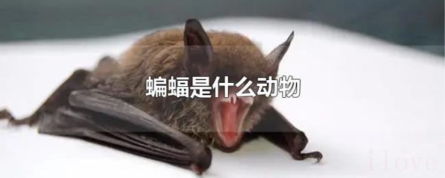 蝙蝠是什么动物 蝙蝠是什么动物