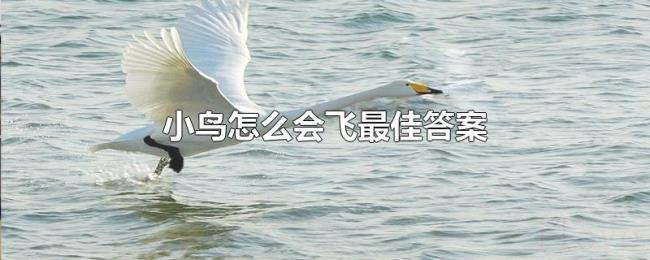 小鸟怎么会飞最佳答案 小鸟怎么会飞最佳答案