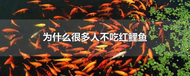 为什么很多人不吃红鲤鱼 为什么很多人不吃红鲤鱼