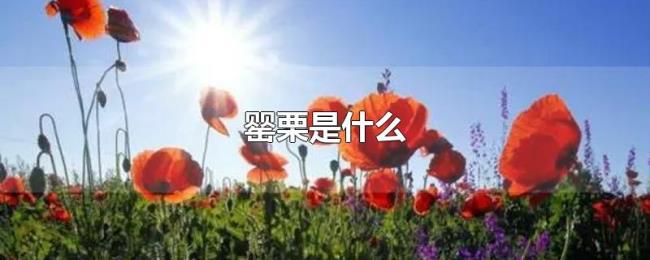 罂栗是什么 罂栗是什么
