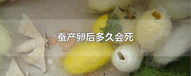 蚕产卵后多久会死