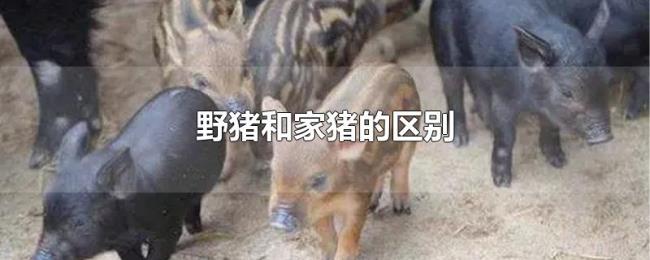 野猪和家猪的区别