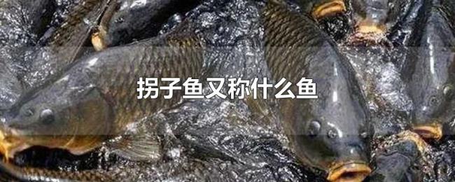 拐子鱼又称什么鱼 拐子鱼又称什么鱼