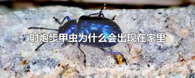 射炮步甲虫为什么会出现在家里