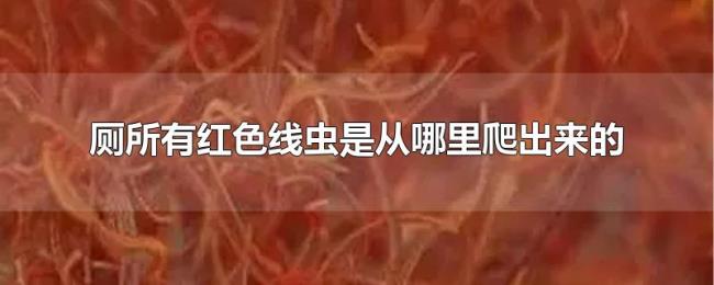 厕所有红色线虫是从哪里爬出来的
