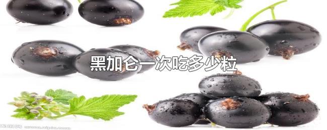 黑加仑一次吃多少粒 黑加仑一次吃多少粒