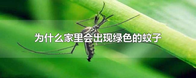 为什么家里会出现绿色的蚊子 为什么家里会出现绿色的蚊子