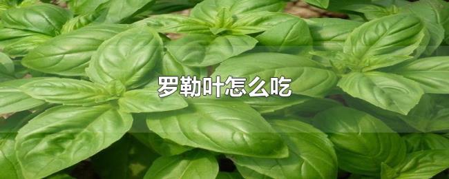 罗勒叶怎么吃 罗勒叶怎么吃