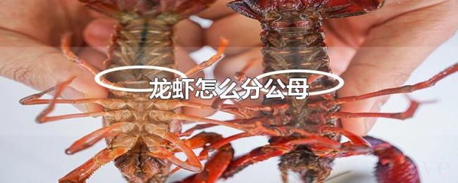 龙虾怎么分公母 龙虾怎么分公母