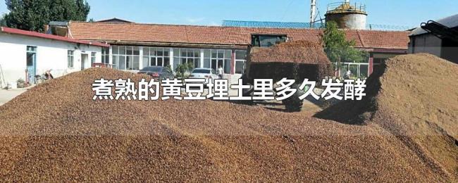 煮熟的黄豆埋土里多久发酵 煮熟的黄豆埋土里多久发酵