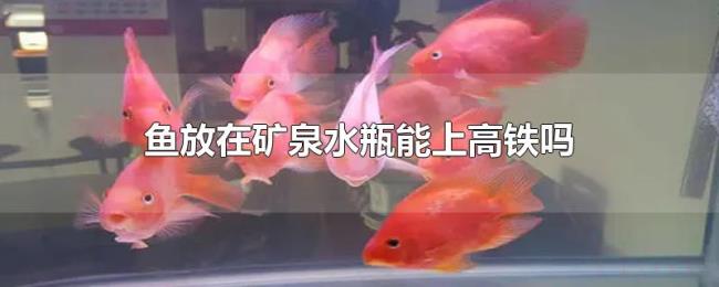 鱼放在矿泉水瓶能上高铁吗 鱼放在矿泉水瓶能上高铁吗