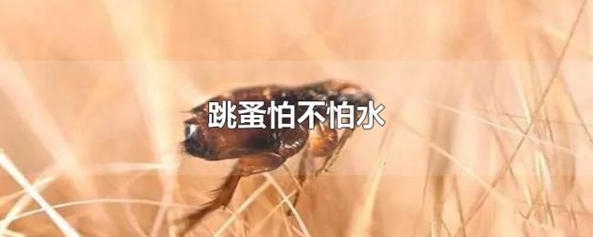 跳蚤怕不怕水 跳蚤怕不怕水