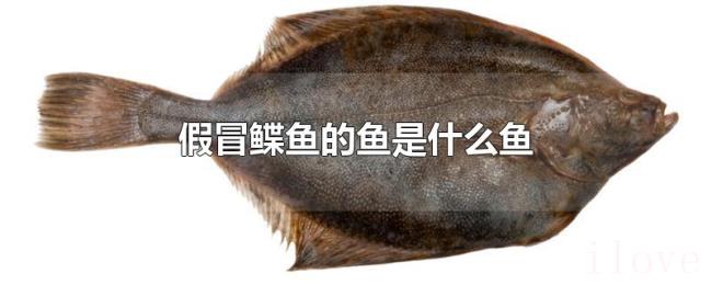 假冒鲽鱼的鱼是什么鱼 假冒鲽鱼的鱼是什么鱼