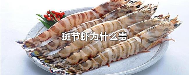 斑节虾为什么贵 斑节虾为什么贵