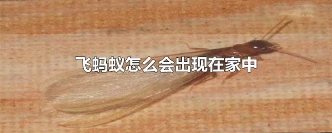 飞蚂蚁怎么会出现在家中