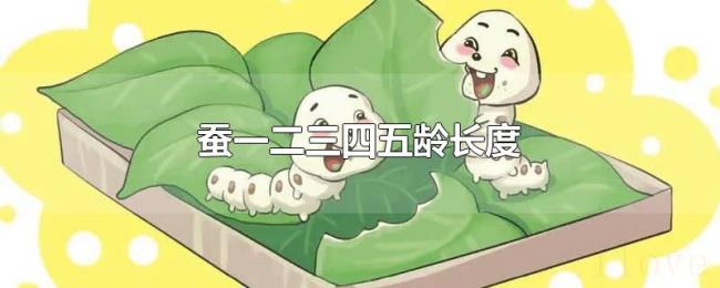 蚕一二三四五龄长度 蚕一二三四五龄长度