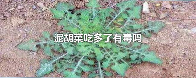 泥胡菜吃多了有毒吗