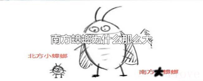 南方蟑螂为什么那么大