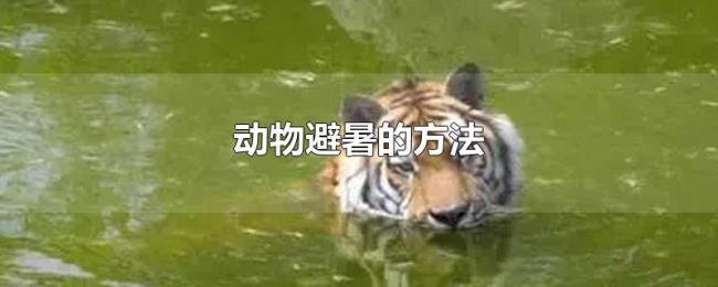 动物避暑的方法