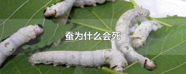 蚕为什么会死