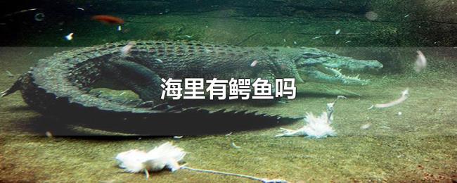 海里有鳄鱼吗 海里有鳄鱼吗