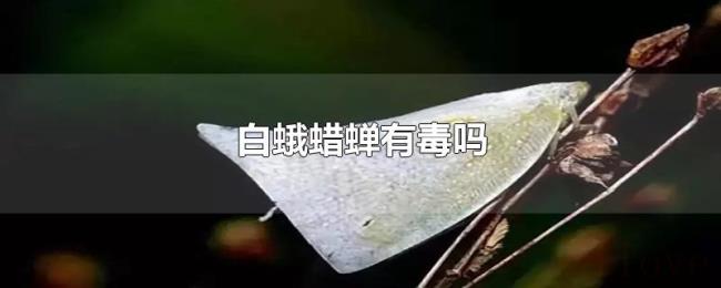 白蛾蜡蝉有毒吗 白蛾蜡蝉有毒吗