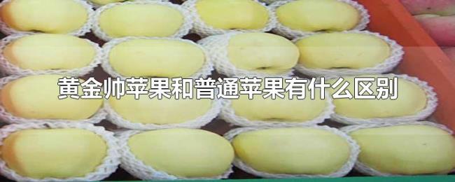 黄金帅苹果和普通苹果有什么区别 黄金帅苹果和普通苹果有什么区别