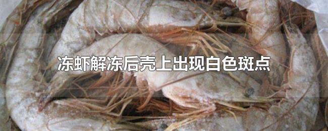 冻虾解冻后壳上出现白色斑点 冻虾解冻后壳上出现白色斑点