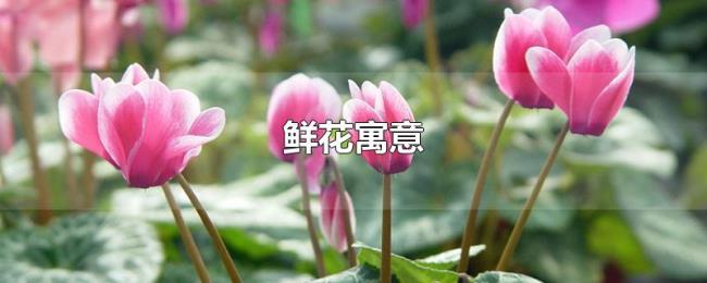 鲜花寓意