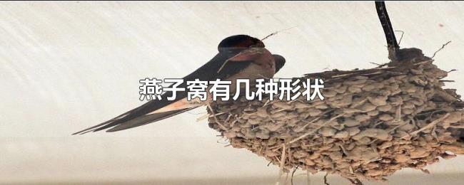 燕子窝有几种形状