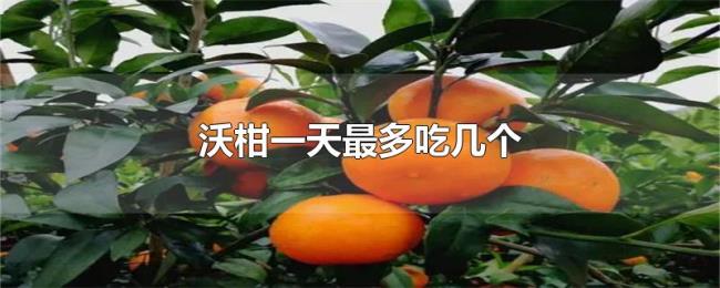 沃柑一天最多吃几个 沃柑一天最多吃几个