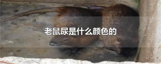 老鼠尿是什么颜色的 老鼠尿是什么颜色的