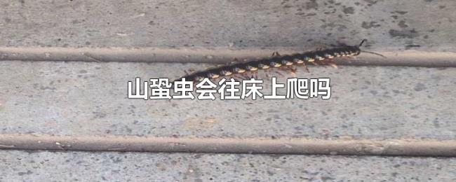 山蛩虫会往床上爬吗 山蛩虫会往床上爬吗