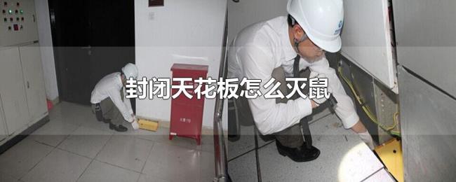 封闭天花板怎么灭鼠