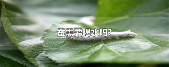 蚕需要喝水吗? 蚕需要喝水吗?