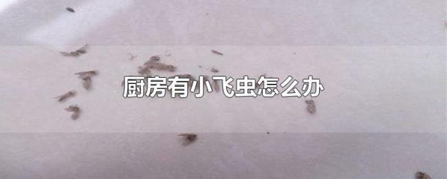 厨房有小飞虫怎么办 厨房有小飞虫怎么办