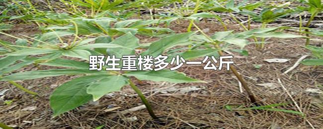 野生重楼多少一公斤 野生重楼多少一公斤