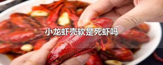 小龙虾壳软是死虾吗 小龙虾壳软是死虾吗