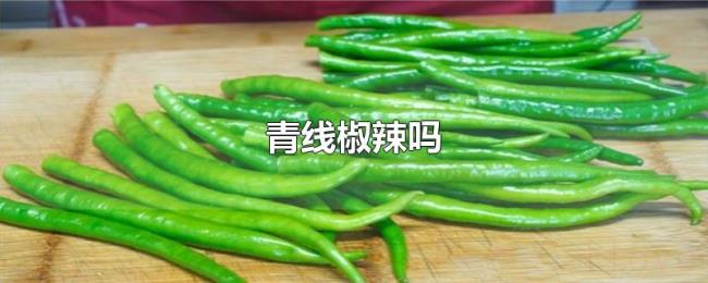 青线椒辣吗 青线椒辣吗
